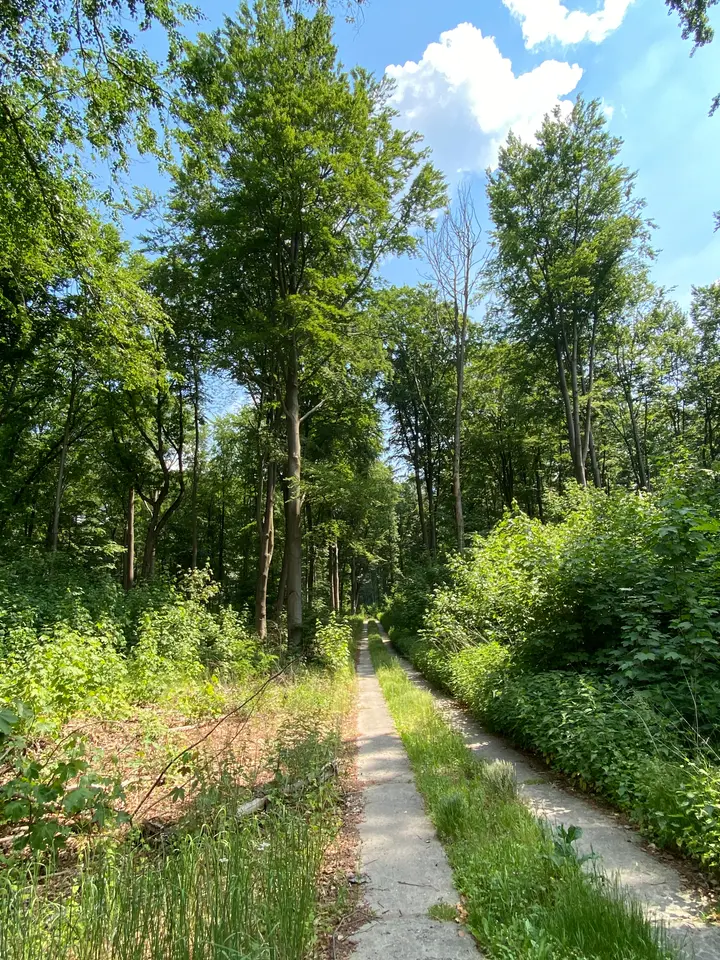 Idylllischer Waldweg am Groß Behnitzer See