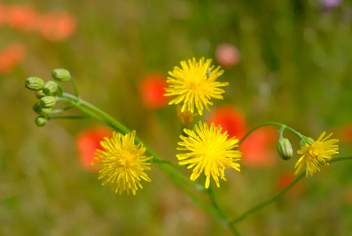 Löwenzahn am Wegesrand