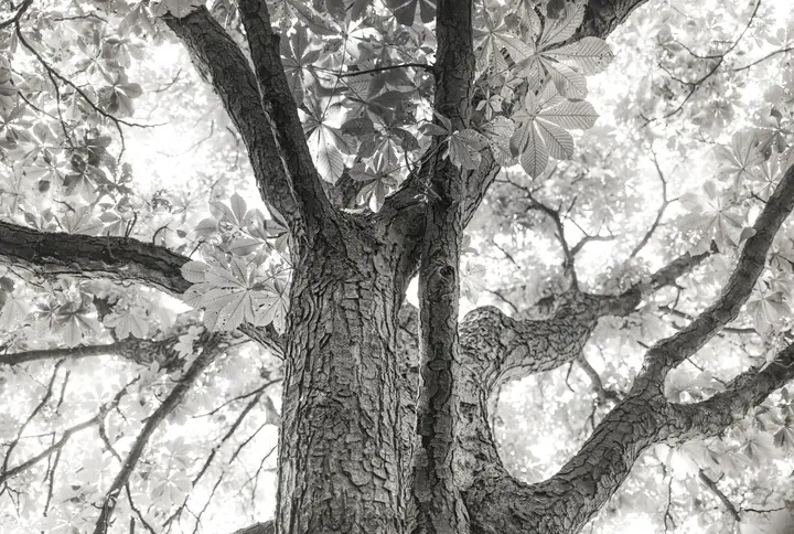 Baumkrone in schwarz-weiß