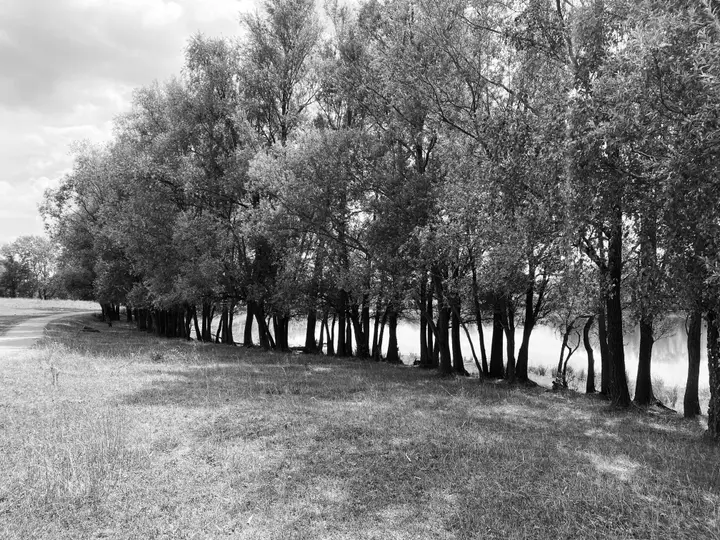 Baumallee am Ufer des Mühlensees Vehlefanz