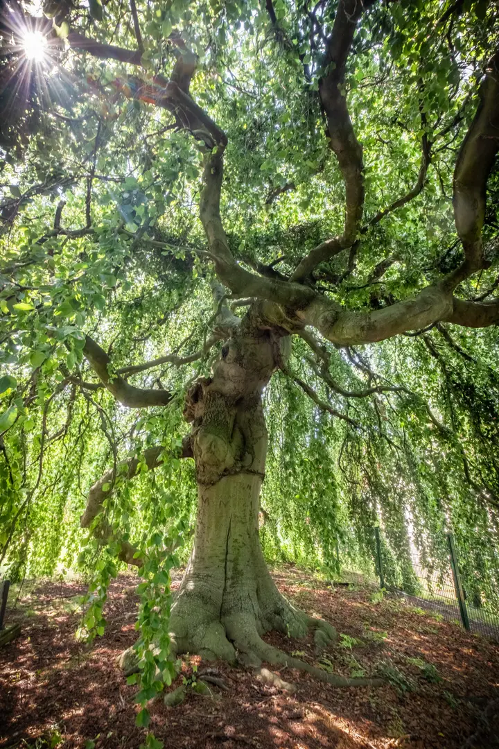 Dorfkirche Perwenitz, Naturdenkmal Hängebuche