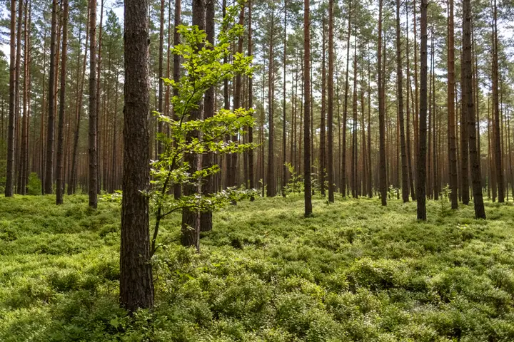 Kiefern und Blaubeeren