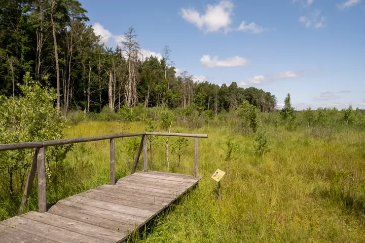 Holzstege über das Moor im Serrahner Wald