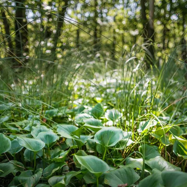 Große Artenvielfalt im Serrahner Moor