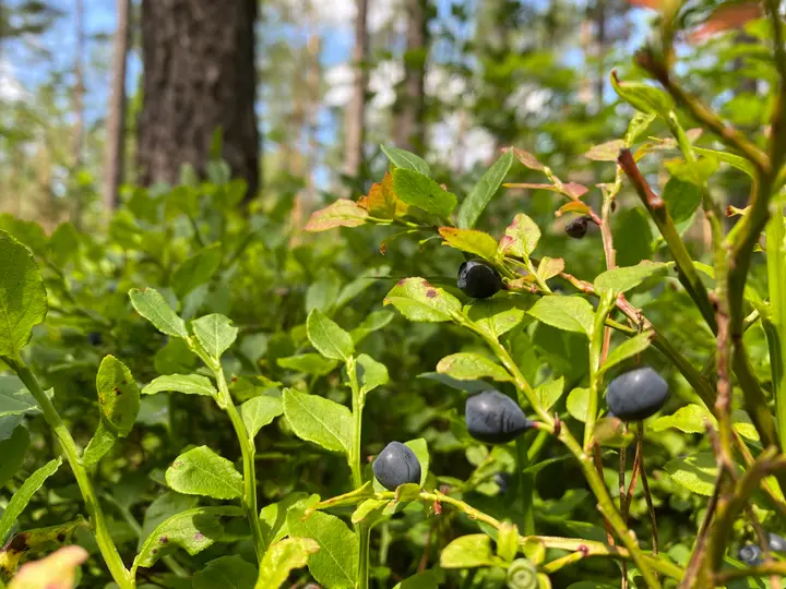 Waldblaubeeren