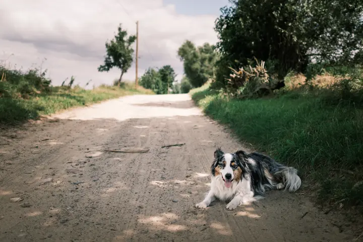 Schlapp im Schatten - Milli braucht eine Pause