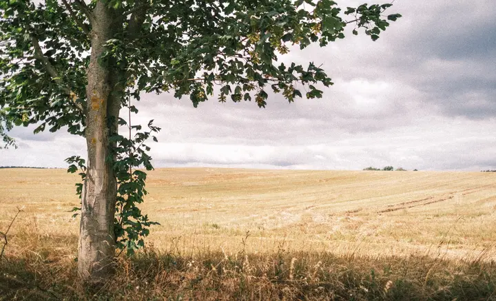 Das Korn ist eingebracht - zwischen Boitzenburg und Berkholz