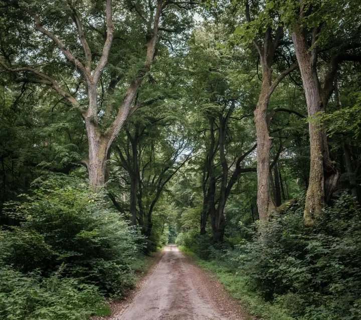 Waldweg zwischen Zerwelin und Boitzenburg