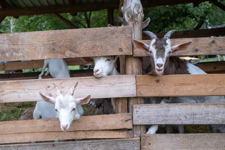 Eine Menge Ziegen - Capriolenhof 