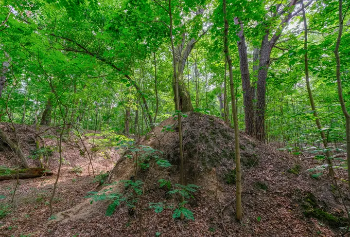 Schützengräben im Schanzenwald
