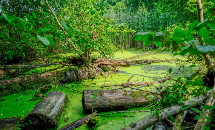 Fließwiese in Ruhleben