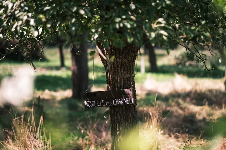 Obstplantage des Nabu mit alten Apfelsorten