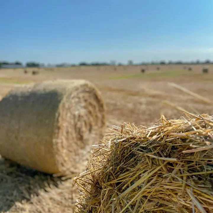 Kornfelder im Havelland