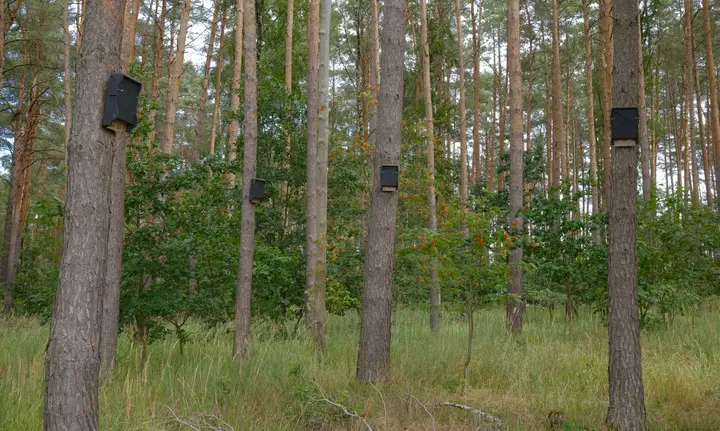 Vorsicht keine Kunst - Fledermausnistplätze