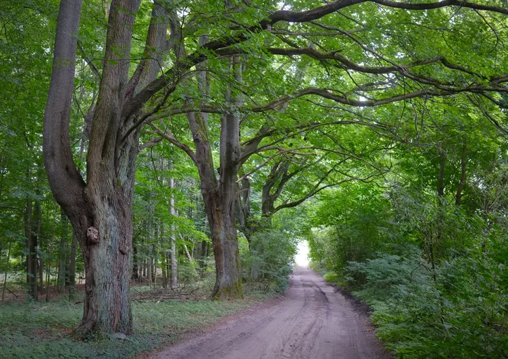 Baumallee auf dem Kunstwanderweg