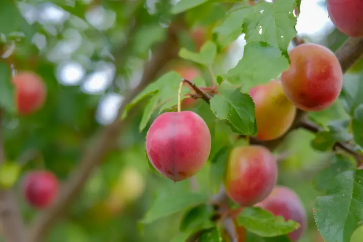 Pflaumen entlang des Kunstwanderweges im Flaeming