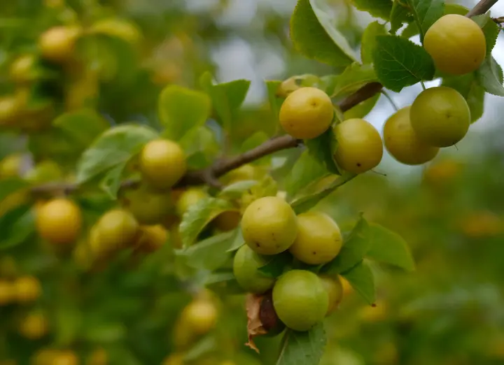 Mirabellen entlang des Kunstwanderweges im Flaeming