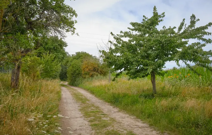 Hübscher Weg zwischen Feldern und Obstbäumen im Flaeming