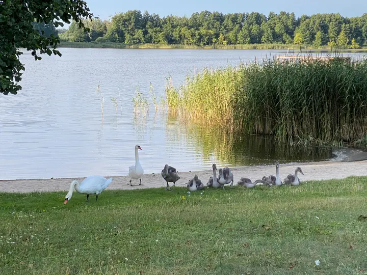 Ungebetene Gäste - Schwanfamilie am Wentowsee