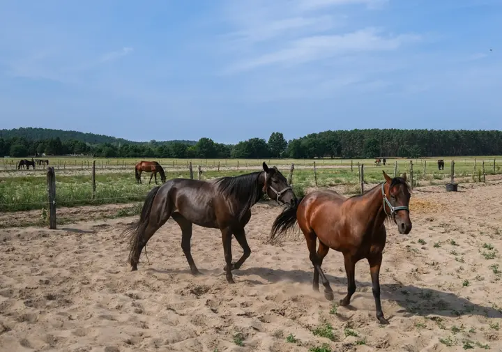 Vorne Pferde, hinten Berge, und darunter mehr Sand als Erde - Mietgendorf