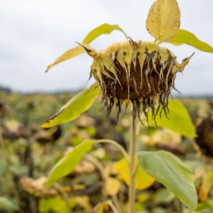 Vertrocknete Sonnenblumen im Löwenberger Land