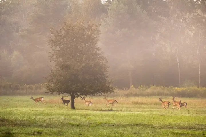 Rotwild im Morgennebel, Spandau