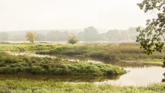Elbauen zwischen Mödlich und Wootz