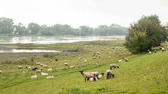 Schafherde in am Elbedeich bei Mödlich