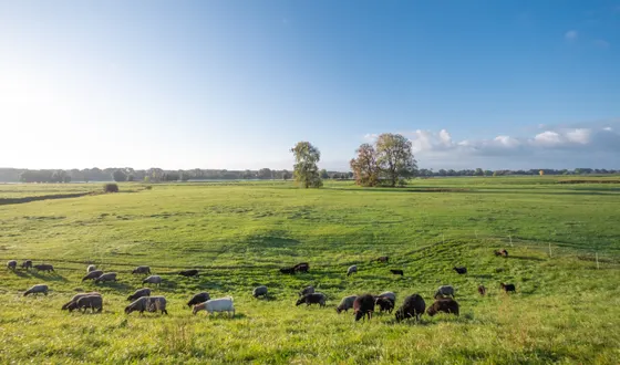 Schafherde auf den Elbwiesen