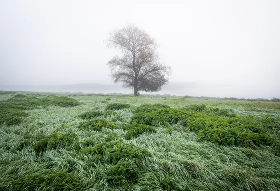 Elbwiesen Mödlich - als wär es unter Wasser