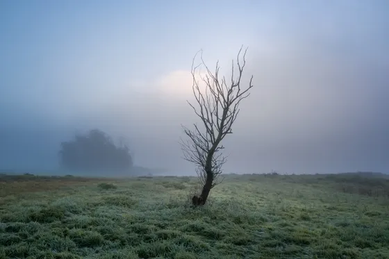 Elbwiesen Mödlich im Nebel