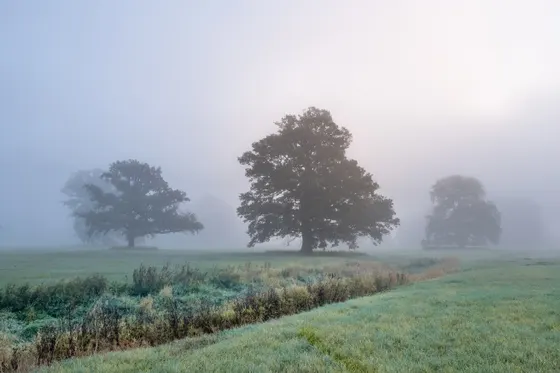 Elbwiesen Mödlich im Nebel