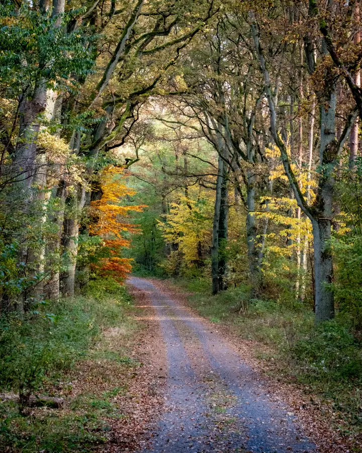 X-E4 mit 70-300 - Krämer Forst