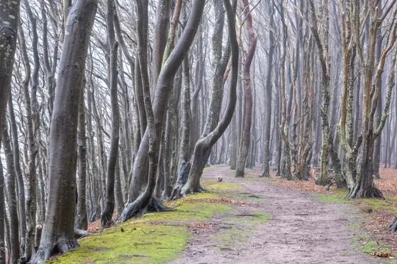 Waldweg durch den Rügener Närchenwald