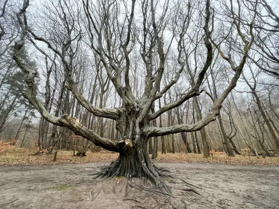 Rügener Märchenwald