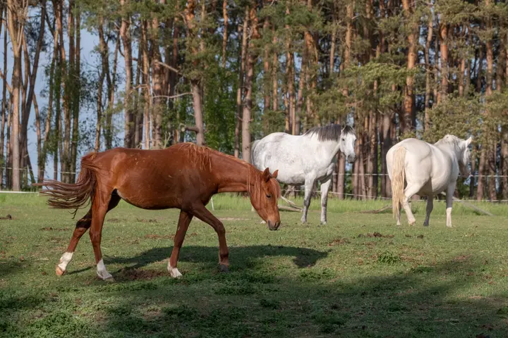 Pferdekoppel an der ehemaligen Uferlinie der Insel