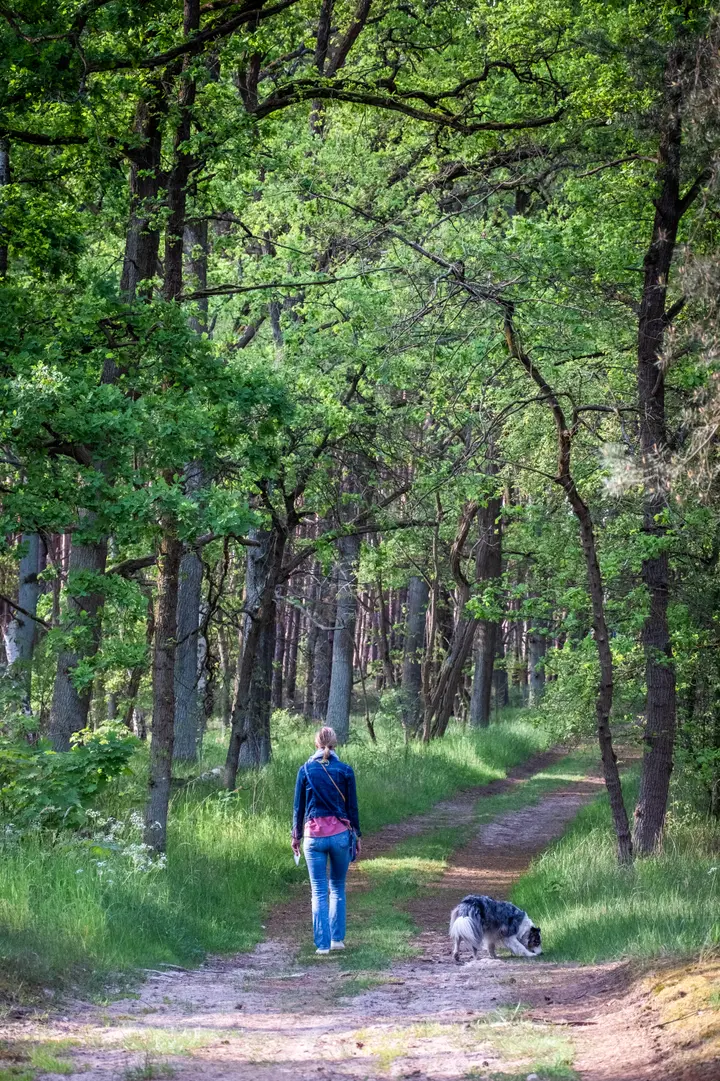Eichen, Kiefern, Birken und sandiger Boden - Buckower Pilgerweg