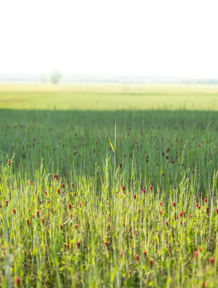 Grünland bis zum Horizont - das trockengelegte Luch