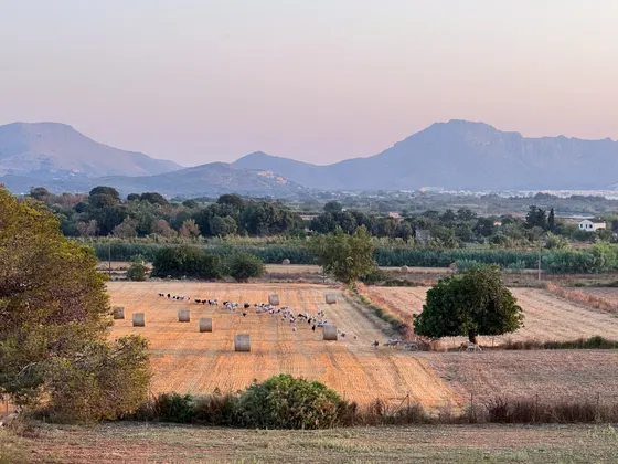 Getreidefelder und Schafherde in der Ebene vor Pollença