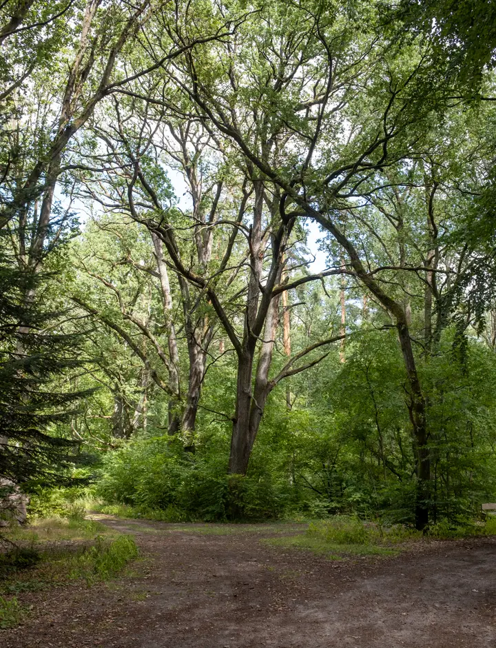 Schöner Mischwald: Der Naturwald im Bagower Bruch