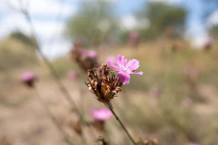 Blüten auf dem Mühlenberg