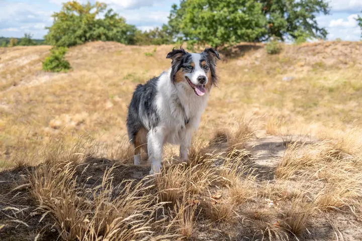 Milli fühlt sich wohl: Auf der hügeligen Kuppe des Mühlenberges