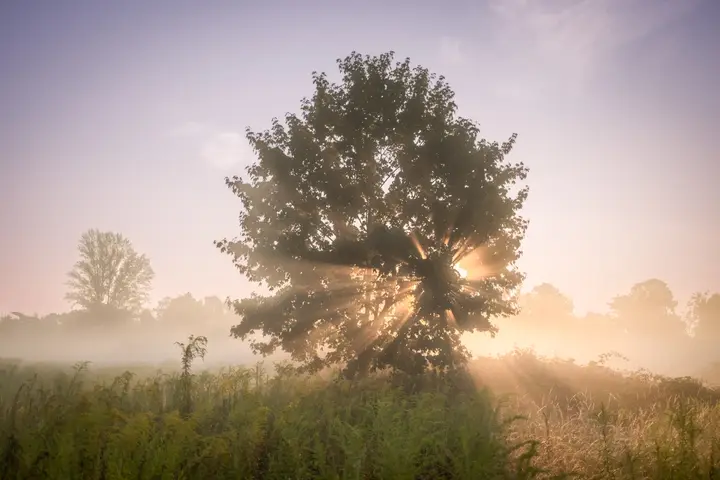 X100V - Immer dabei. Morgenrunde auf dem Feld
