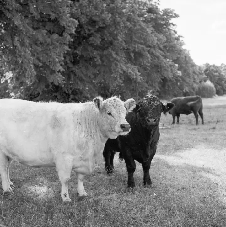 Neugierige Rindviecher