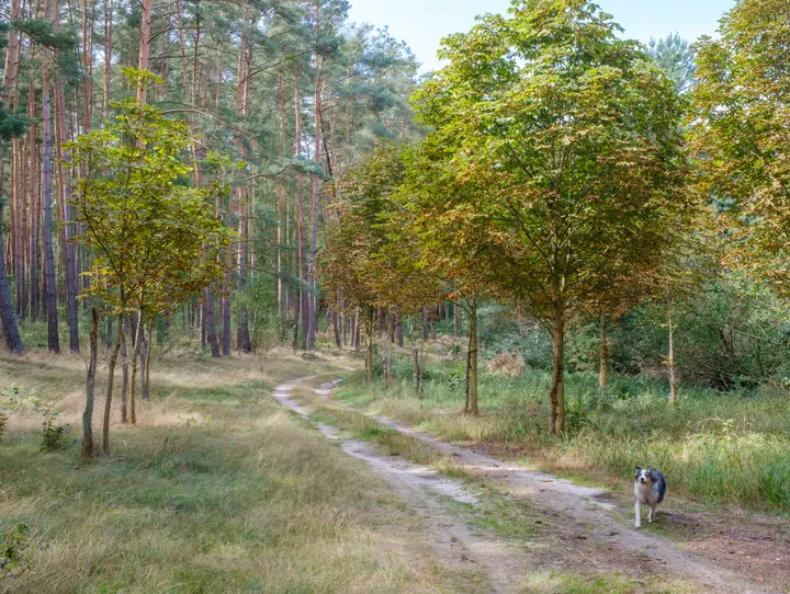 Spätsommerstimmung im Wald