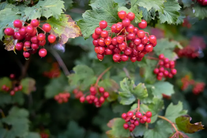 Farbenfrohe Früchte am Wegesrand: Gewöhnlicher Schneeball