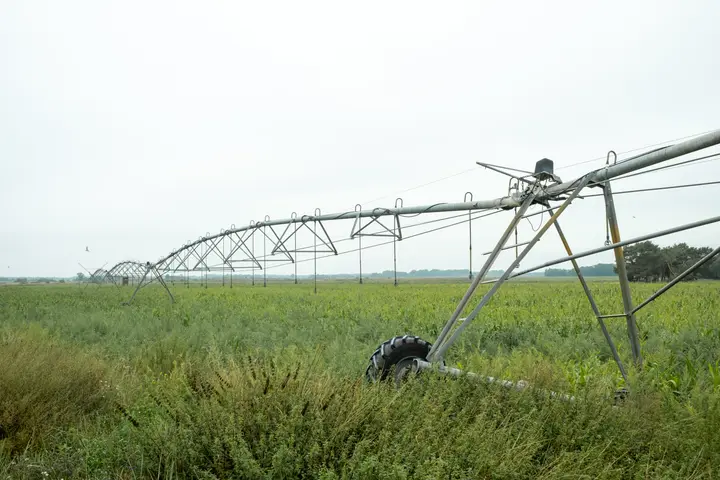 Beregnungsanlage am riesigen Maisfeld