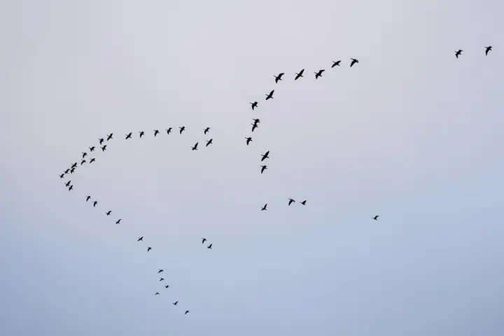 Zugvögel am Himmel