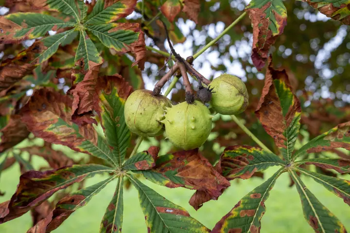 Kastanien am verdurstetem Baum