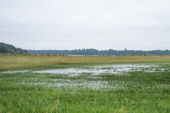 Feuchtwiese in der Moorlandschaft zwischen Strengsee und Netzener See